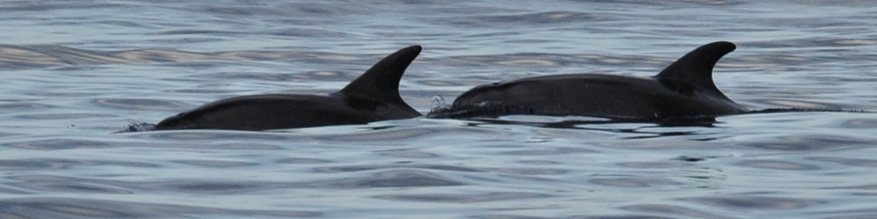 Bottlenose Dolphins in Maltese Waters - BICREF
