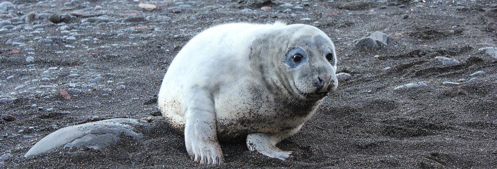 Grey seal. Photo: Tilen Genov