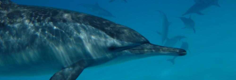 Spinner dolphin. Photo: Tilen Genov