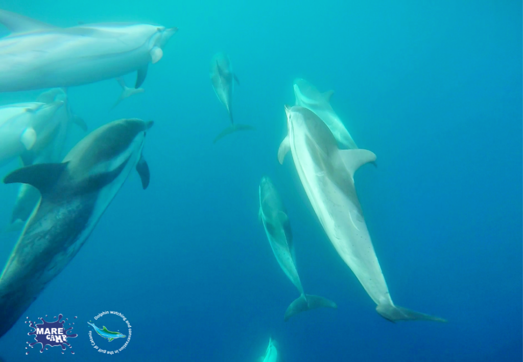 Cetaceans in the Gulf of Catania. @Marecamp Association
