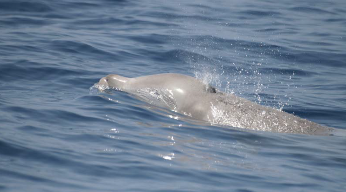 c Andrea Fais, University of LA Laguna, with permit from Canary Island Government