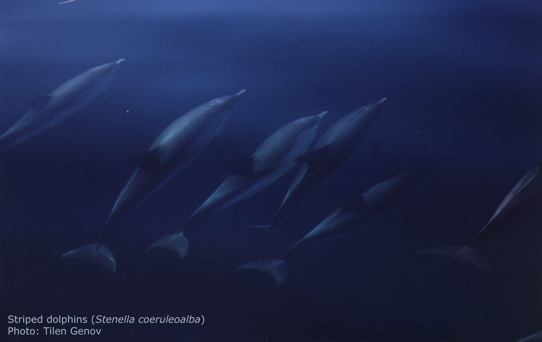 Striped dolphins. Tilen Genov