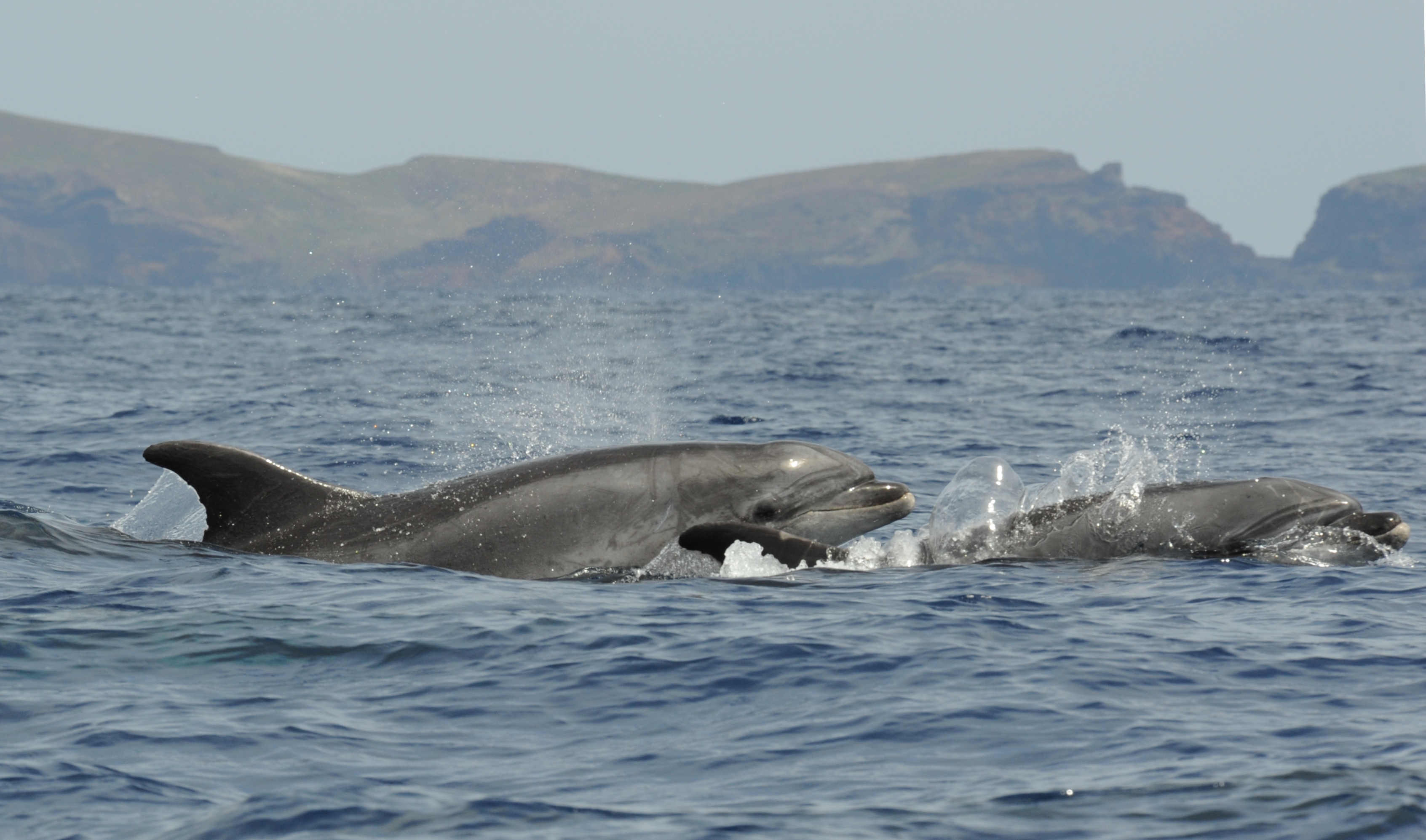 Bottlenose dolphin in Madeira ECS2016