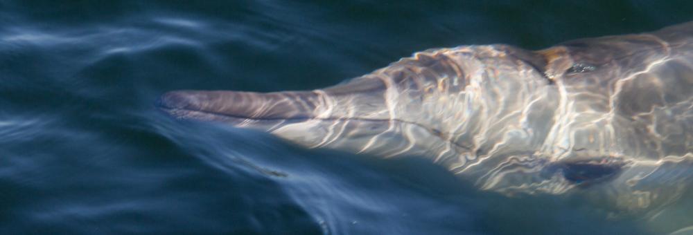 Sowerbys beaked whale. Photo: Michael Dähne / Deutsches Meeresmuseum