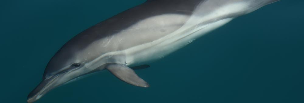 Black Sea common dolphin. Photo: Dimitar Popov