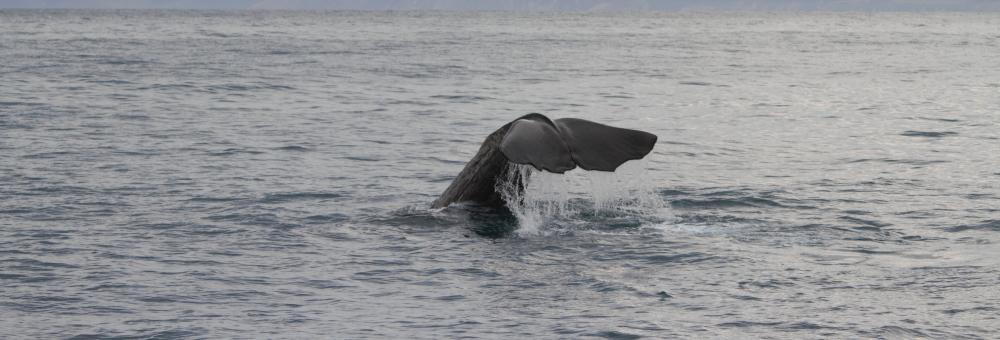 Sperm whale. Photo: Michael Dähne / Deutsches Meeresmuseum