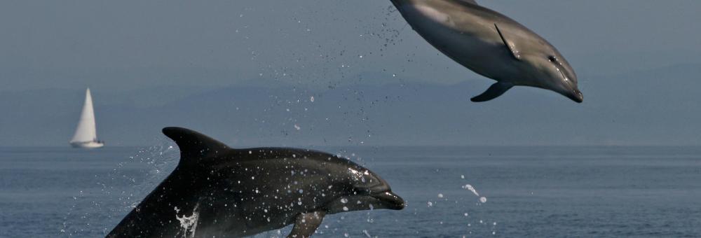 Bottlenose dolphins. Photo: Tilen Genov
