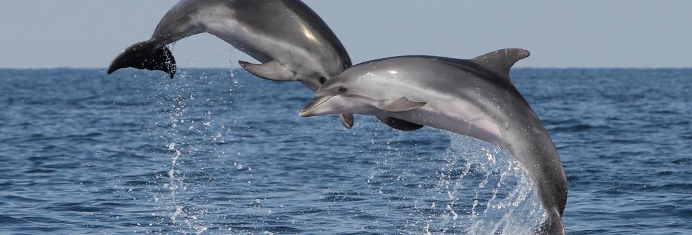 Bottlenose dolphins. Photo: Tilen Genov