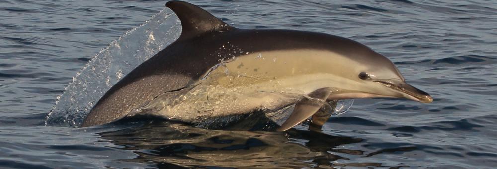 Common dolphin. Photo: Tilen Genov
