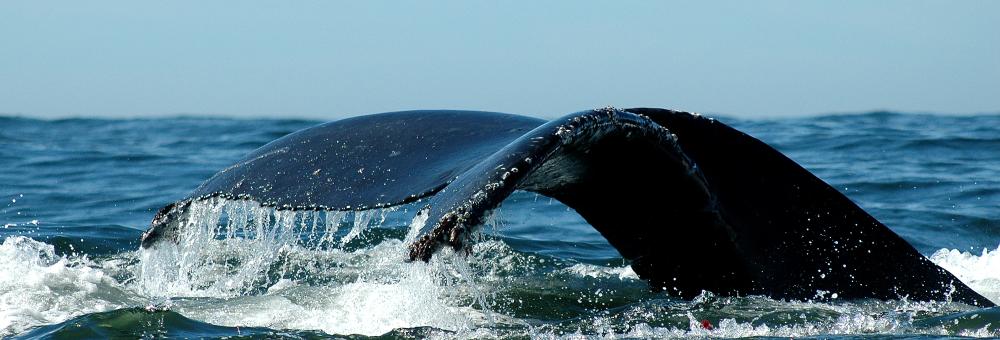 Humpback whale. Photo: Tilen Genov