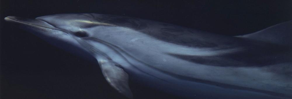 Striped dolphin. Photo: Tilen Genov