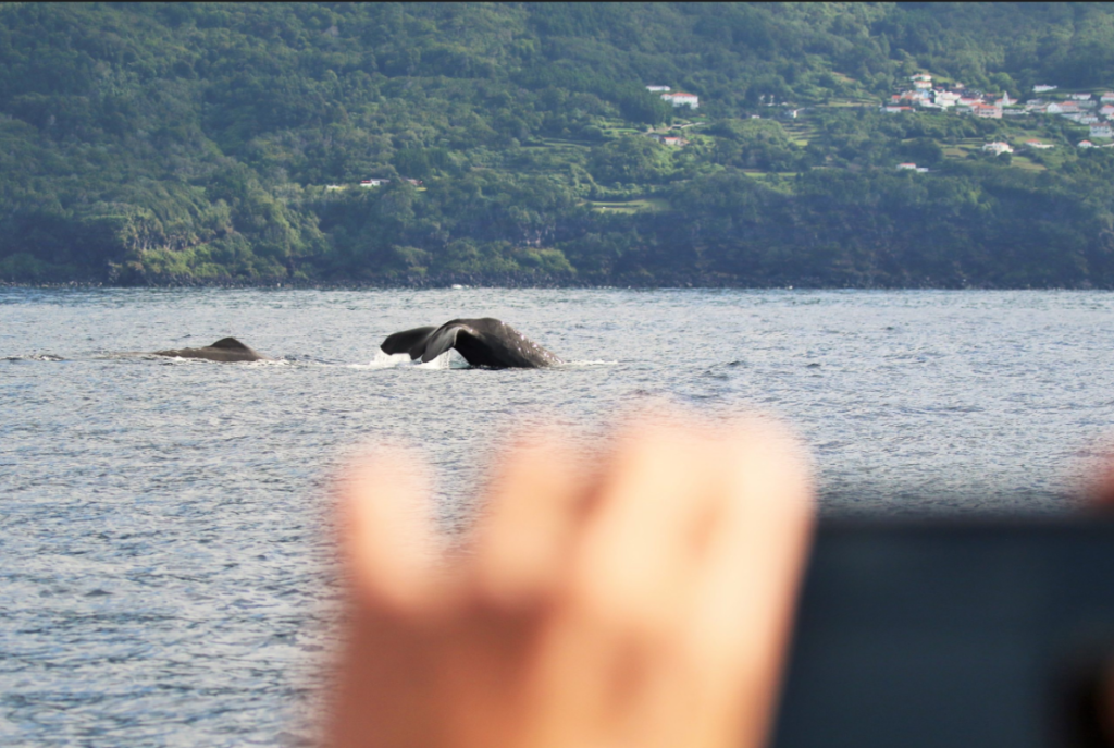 Sperm whale sighting during a whale-watching trip