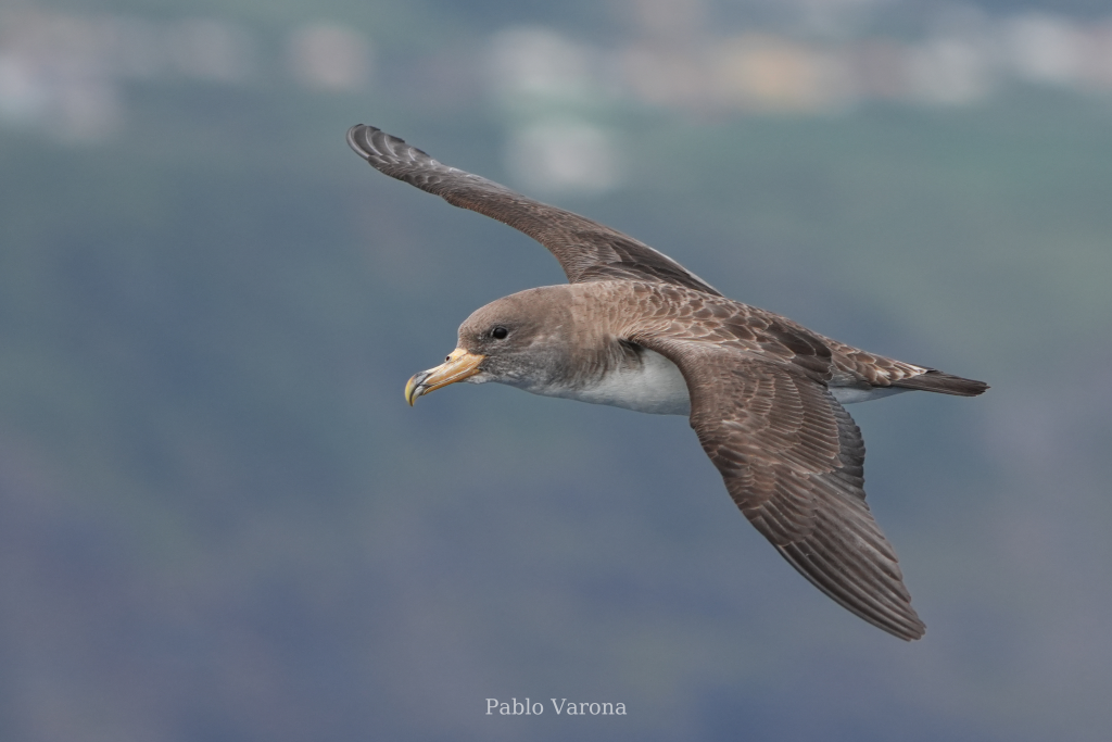 Cory's shearwater (𝐶𝑎𝑙𝑜𝑛𝑒𝑐𝑡𝑟𝑖𝑠 𝑏𝑜𝑟𝑒𝑎𝑙𝑖𝑠) - It is seabird that breeds colonially on the archipelago of the Azores