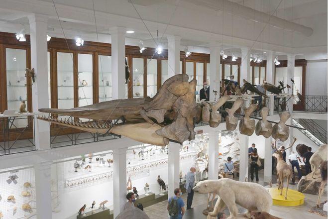 Museum of Zoology. Animal Biology section of the Department of Biological, Geological and Environmental Sciences of the University of Catania. © Muzoo