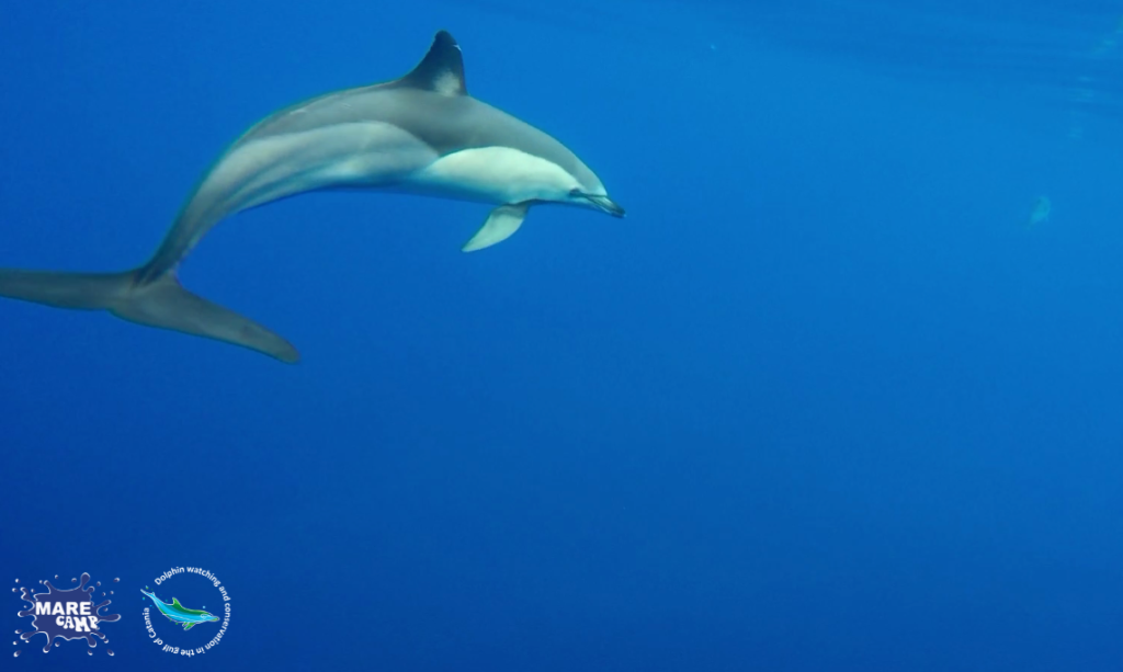 Cetaceans in the Gulf of Catania. @Marecamp Association