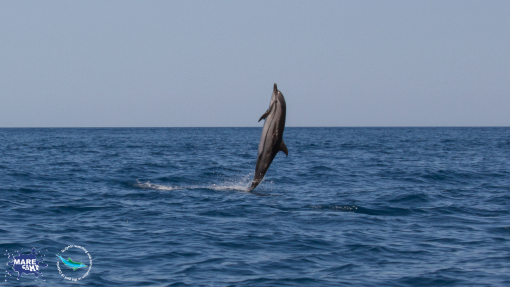 Cetaceans in the Gulf of Catania. @Marecamp Association