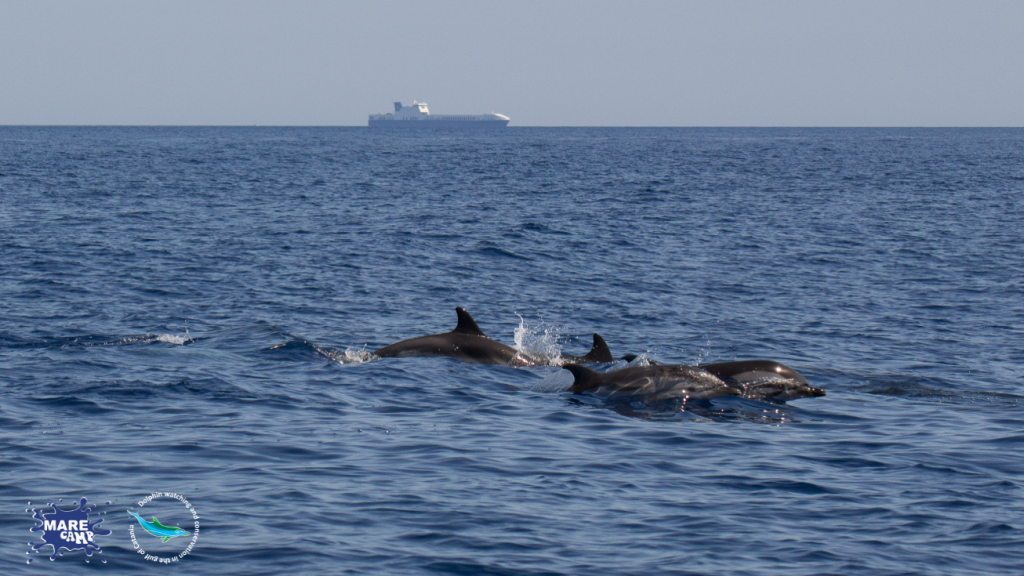 Cetaceans in the Gulf of Catania. @Marecamp Association