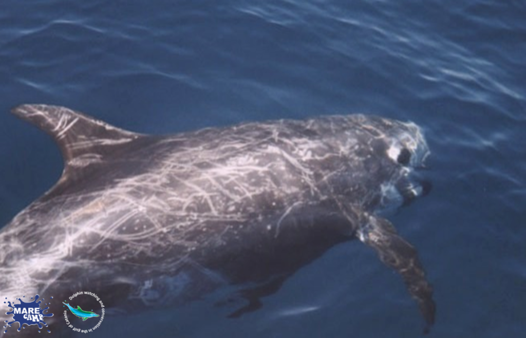 Cetaceans in the Gulf of Catania. @Marecamp Association