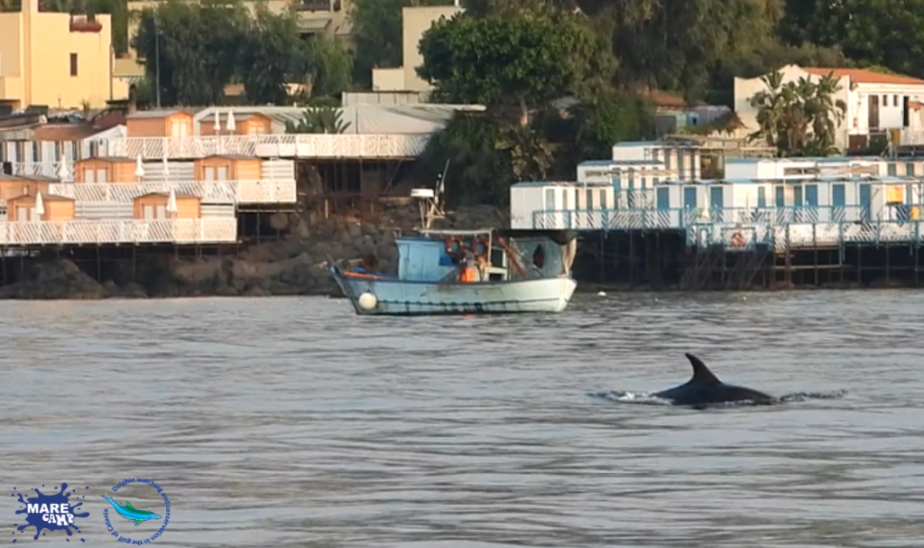 Cetaceans in the Gulf of Catania. @Marecamp Association