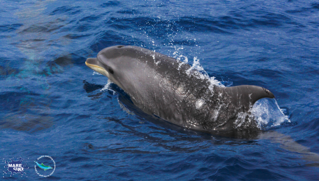 Cetaceans in the Gulf of Catania. @Marecamp Association