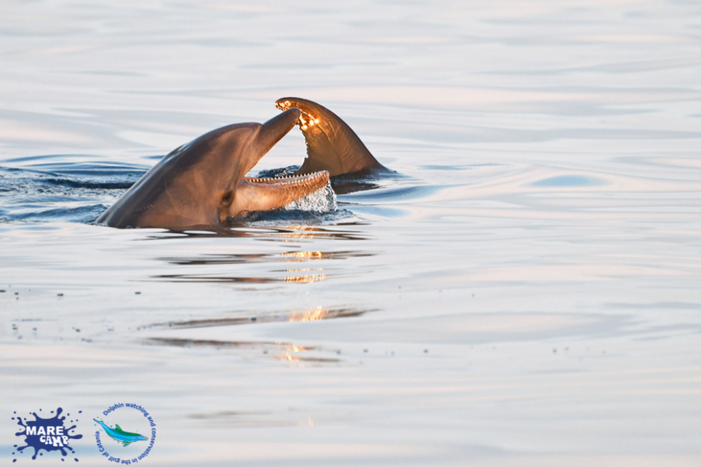 Cetaceans in the Gulf of Catania. @Marecamp Association