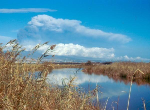 The Natural Reserve Simeto Oasis is located between the province of Catania and Syracuse. agraria.org