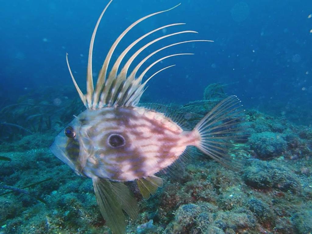 Underwater wonders in Catania. @Apogon-DNA Divers