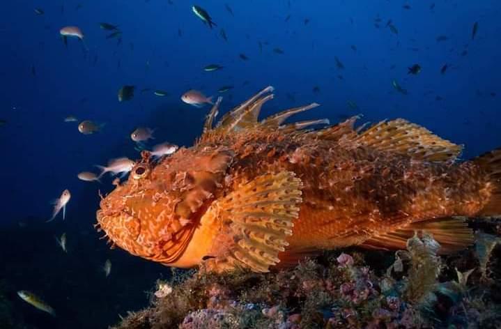 Underwater wonders in Catania. @Apogon-DNA Divers