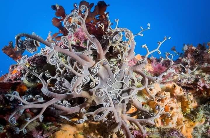 Underwater wonders in Catania. @Apogon-DNA Divers